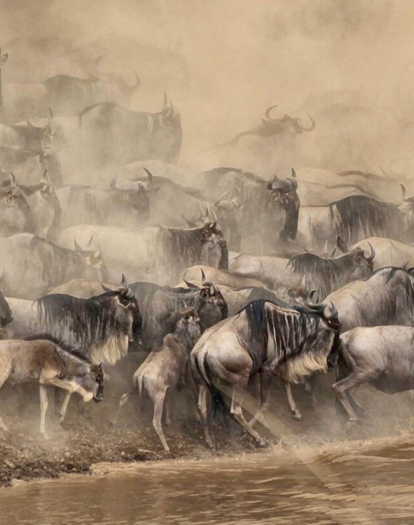 7-Day Honeymoon Tanzania Safari