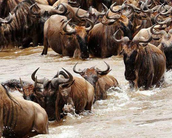 7-Day Honeymoon Tanzania Safari