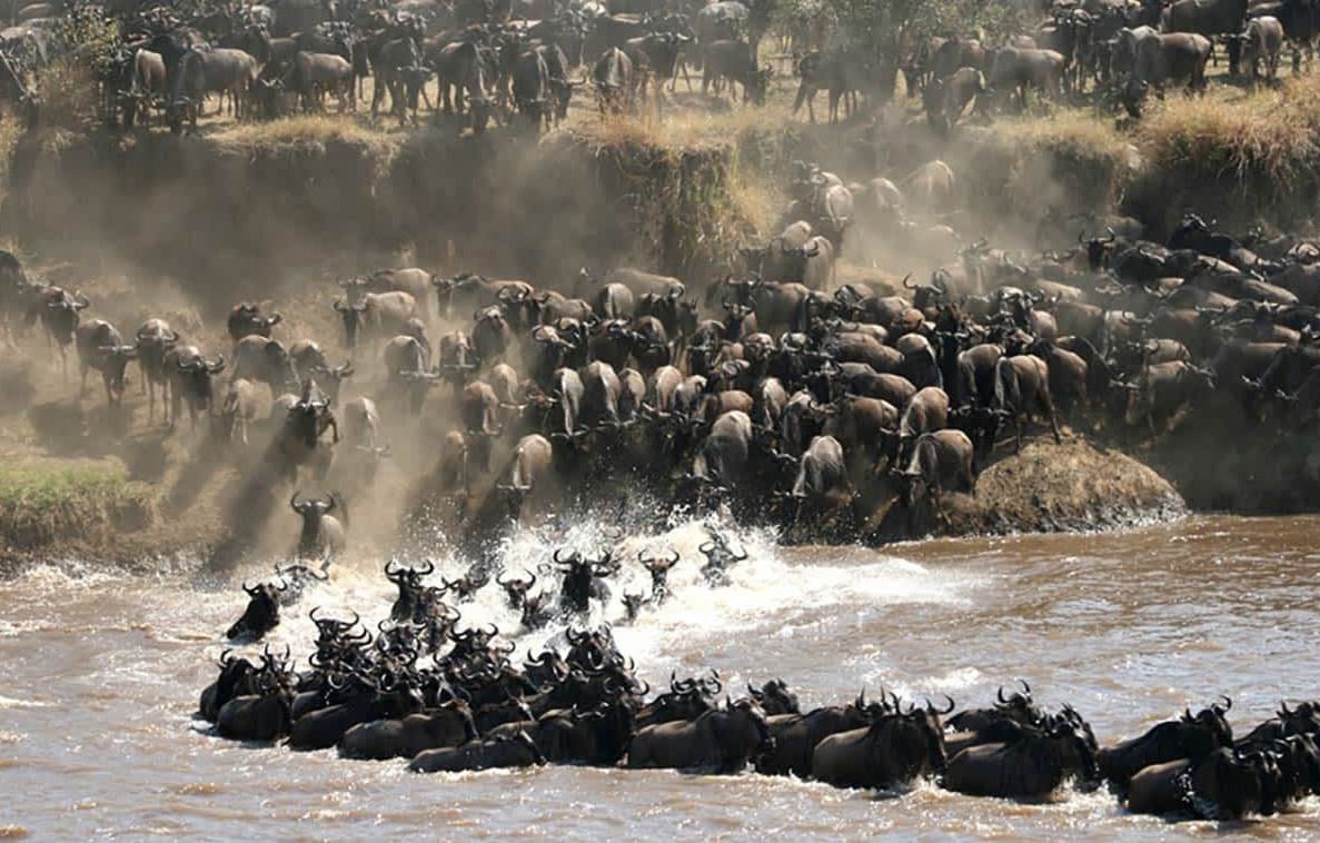 Great Wildebeest Migration Tanzania