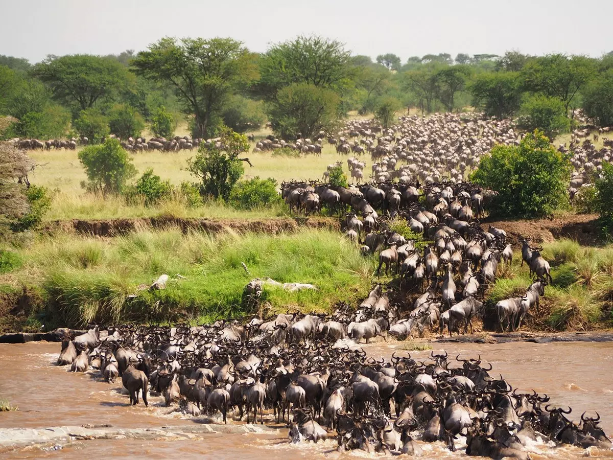 7-Day Honeymoon Tanzania Safari