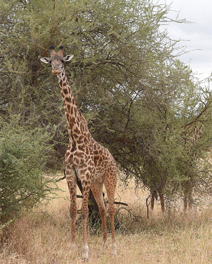 2-Days Tanzania Safari