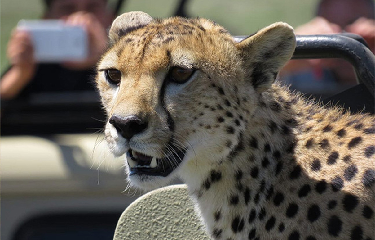 Tanzania 4-Day Serengeti & Ngorongoro Safari