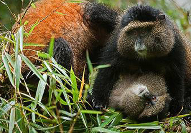 Rwanda Gorilla Trek Tours & Safari