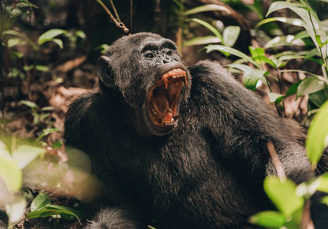 Rwanda Gorilla Trek Tours & Safari