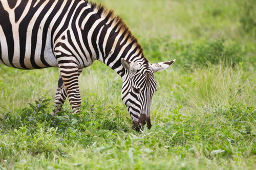 Arusha National Park day trip