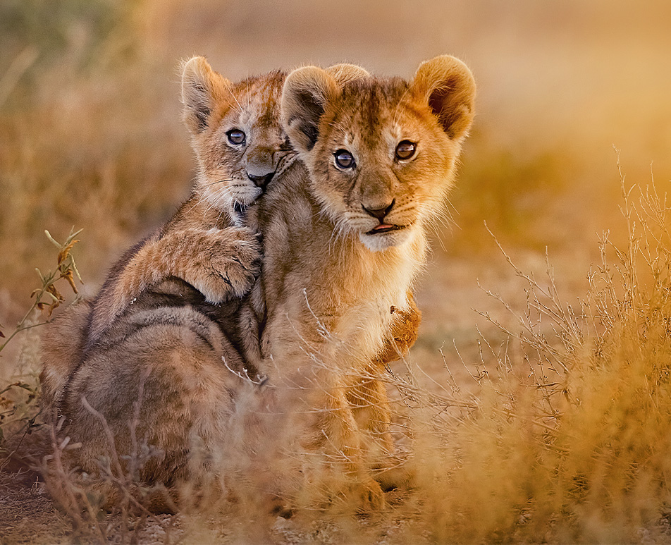 Tanzania 4-Day Serengeti & Ngorongoro Safari