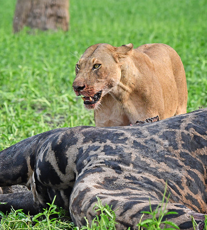 Tanzania 4-Day Serengeti & Ngorongoro Safari