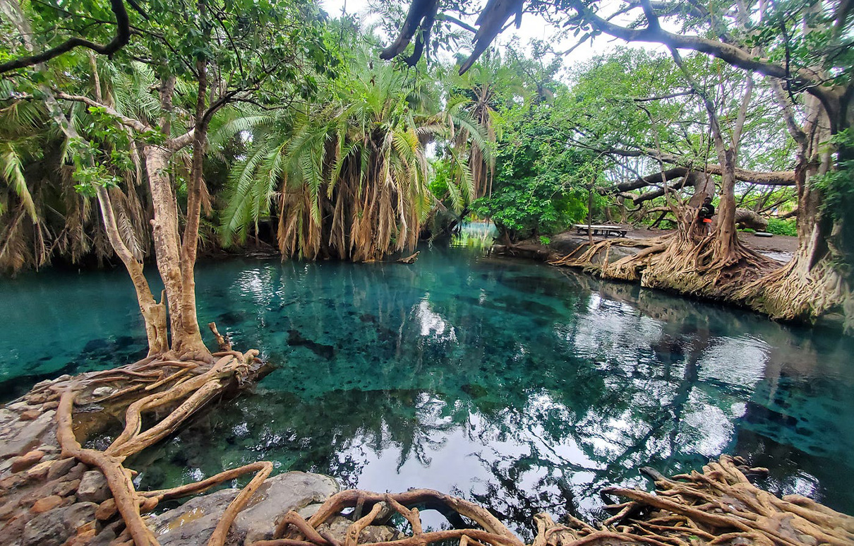Kikuletwa hot springs day trip