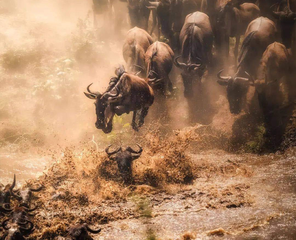 6-Day Migration Tanzania Safari