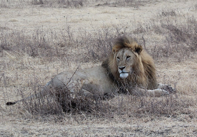 Rwanda Gorilla Trek Tours & Safari