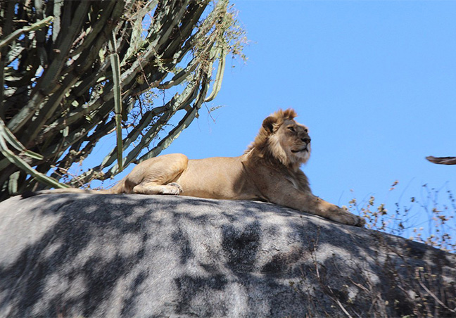 Rwanda Gorilla Trek Tours & Safari